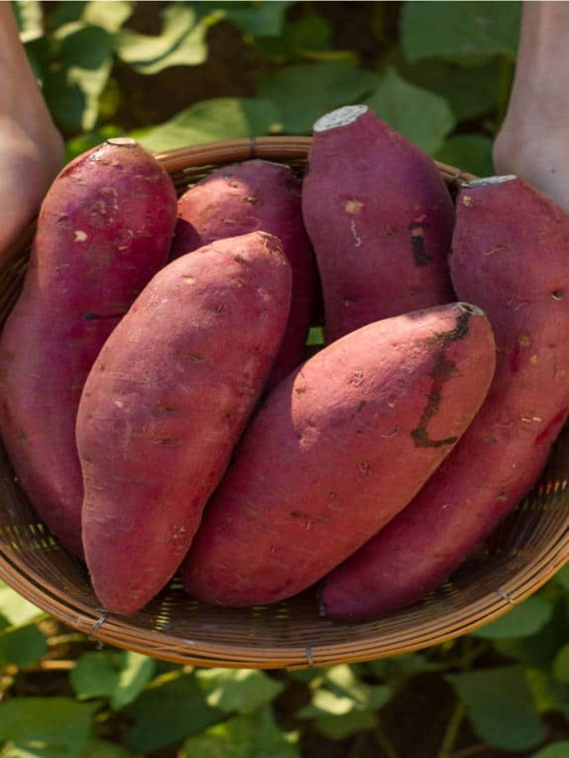 Sweet potato